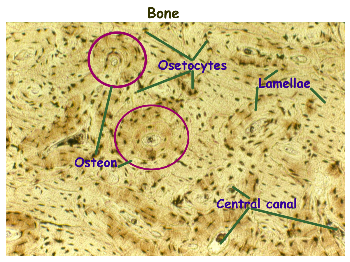 Labeled Bone Tissue - Tissue Photos and Wallpaper Upaaragon.Co